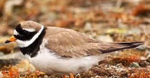 Attēlu rezultāti vaicājumam “Charadrius hiaticula adult”