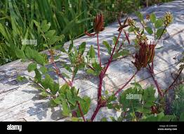 Attēlu rezultāti vaicājumam “Astragalus glycyphyllos flower”