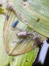 Attēlu rezultāti vaicājumam “Donacia clavipes”