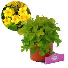 Attēlu rezultāti vaicājumam “Waldsteinia geoides flower”