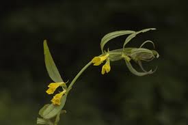 Attēlu rezultāti vaicājumam “Melampyrum pratense”