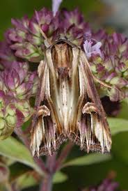 Attēlu rezultāti vaicājumam “Actinotia polyodon”