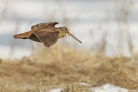 Attēlu rezultāti vaicājumam “Scolopax rusticola juvenile”