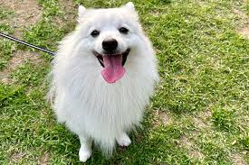 Image result for スピッツ