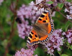 Image result for Small Tortoiseshell