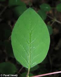 Attēlu rezultāti vaicājumam “Lonicera xylosteum leaf”