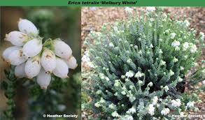 Attēlu rezultāti vaicājumam “Erica tetralix”