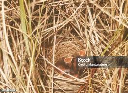 Attēlu rezultāti vaicājumam “Emberiza schoeniclus nest”