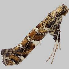 Attēlu rezultāti vaicājumam “Gracillaria syringella”