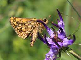 Attēlu rezultāti vaicājumam “Carterocephalus silvicolus male”