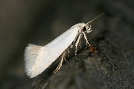 Attēlu rezultāti vaicājumam “Elachista argentella”