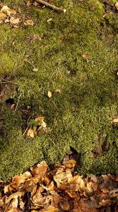 Attēlu rezultāti vaicājumam “Pellia epiphylla sporophyte”