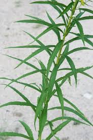 Attēlu rezultāti vaicājumam “Solidago virgaurea leaf”