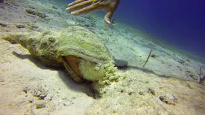 Image result for Triplofusus giganteus