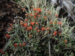Attēlu rezultāti vaicājumam “Cladonia floerkeana”