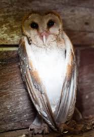 Attēlu rezultāti vaicājumam “Strigiformes”