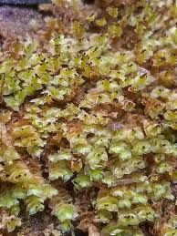 Attēlu rezultāti vaicājumam “Scapania apiculata”