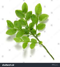 Attēlu rezultāti vaicājumam “Vaccinium myrtillus”