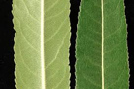 Attēlu rezultāti vaicājumam “Salix triandra male flower”