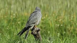 Attēlu rezultāti vaicājumam “Circus pygargus”