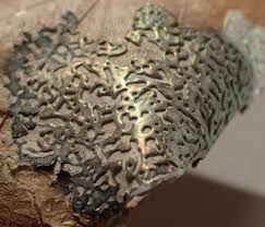 Attēlu rezultāti vaicājumam “Physarum psittacinum stalked”