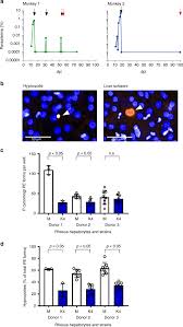 Attēlu rezultāti vaicājumam “Symphytocarpus impexus plasmodium”