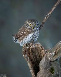 Attēlu rezultāti vaicājumam “Tetrastes bonasia juvenile”