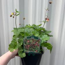 Image result for Geum rivale