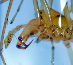 Attēlu rezultāti vaicājumam “Cheiracanthium sp. male”