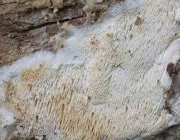 Attēlu rezultāti vaicājumam “Antrodia gossypium”