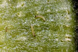 Attēlu rezultāti vaicājumam “Phyllotreta sp.”