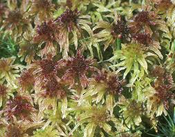 Attēlu rezultāti vaicājumam “Sphagnum russowii”