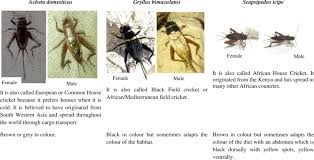 Attēlu rezultāti vaicājumam “Gryllus domesticus”