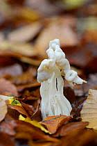 Attēlu rezultāti vaicājumam “Pseudocraterellus sinuosus”