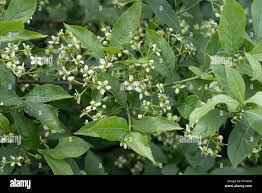 Attēlu rezultāti vaicājumam “Euonymus europaeus”