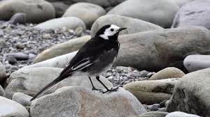 Image result for Motacilla alba
