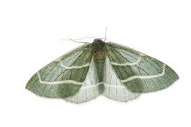 Attēlu rezultāti vaicājumam “Hylaea fasciaria”