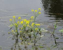 Attēlu rezultāti vaicājumam “Rorippa amphibia”