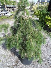 Attēlu rezultāti vaicājumam “Lignydium muscorum spores”