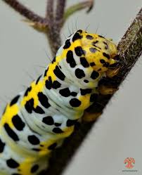 Attēlu rezultāti vaicājumam “Shargacucullia scrophulariae”