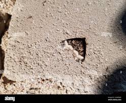 Attēlu rezultāti vaicājumam “Euphyia unangulata”