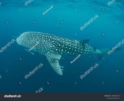 Image result for Rhincodon typus
