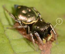 Attēlu rezultāti vaicājumam “Heliophanus sp.”