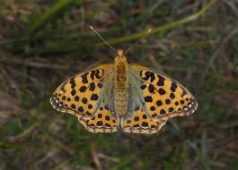 Attēlu rezultāti vaicājumam “Issoria lathonia”