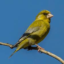 Attēlu rezultāti vaicājumam “Chloris chloris male”