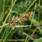 Attēlu rezultāti vaicājumam “Carex diandra fruit”