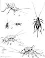 220px-Snodgrass_Gryllus_ ...