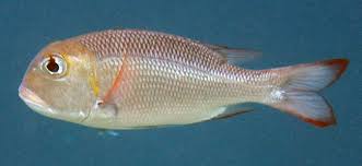 Image result for Monotaxis grandoculis