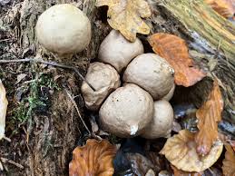 Attēlu rezultāti vaicājumam “Lycoperdon pyriforme”