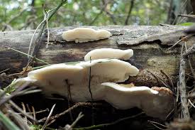 Attēlu rezultāti vaicājumam “Postia leucomallella”